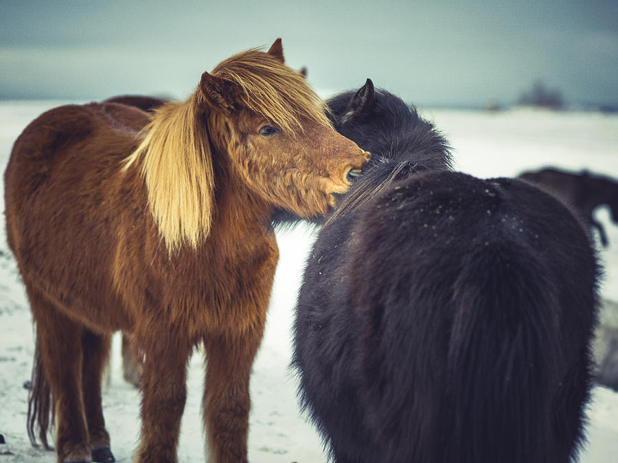 Animal Photograph - Horse friends forever by Benjamin Wiedmann