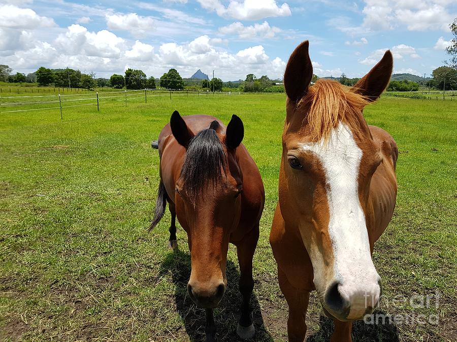 Horse Friendship Photograph by Cassy Allsworth