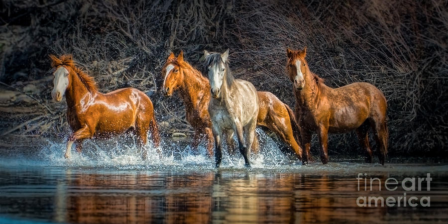 Mustang River Frolic Pano Photograph by Lisa Manifold