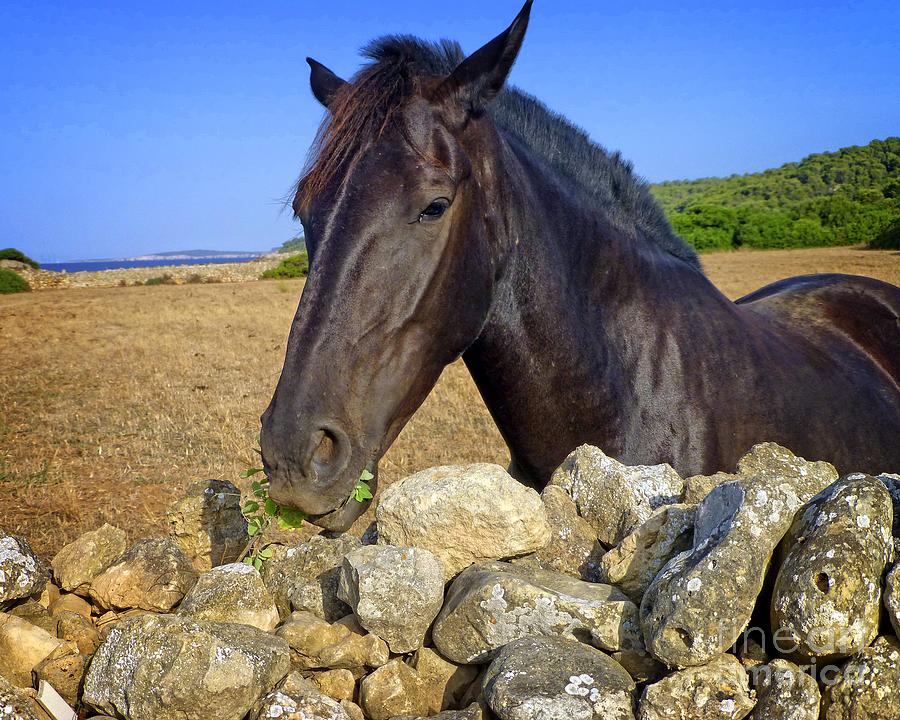Nature Digital Art - Horse Grazing San Adeodato Menorca by Dee Flouton