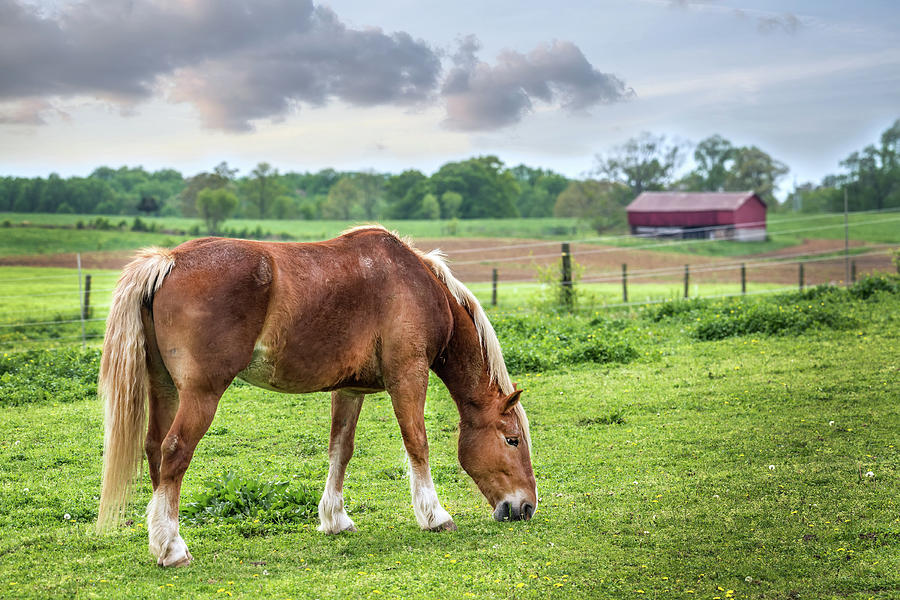 Horse grazing in a field on a Maryland farm in Spring Photograph by Patrick Wolf