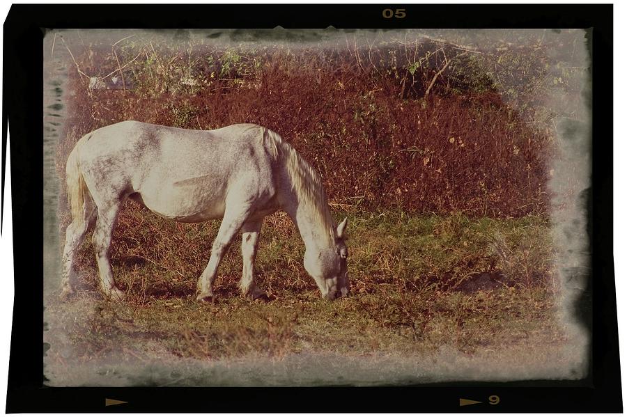 Horse Grazing Photograph by John Benedict