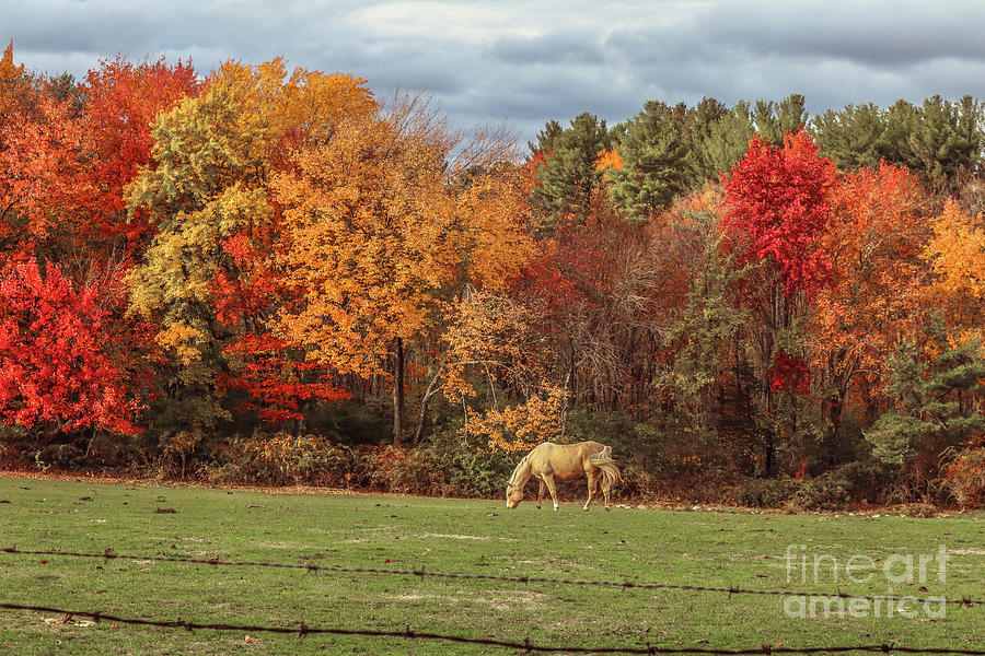 Horse grazing on farmland Photograph by Claudia M Photography