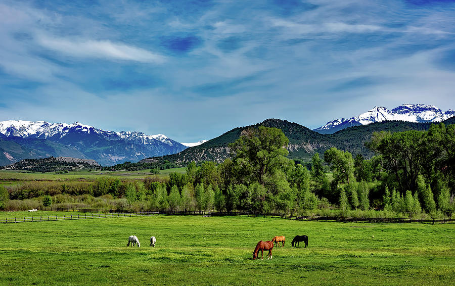 Horse Grazing under the Colorado Mountains Photograph by Mountain Dreams