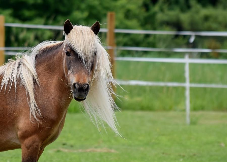 Horse Hair Photograph By Pam Meoli - Fine Art America