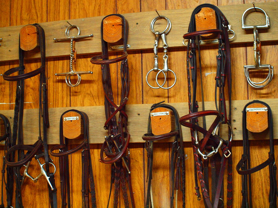 Horse Harness Photograph by Tammy Bullard - Fine Art America