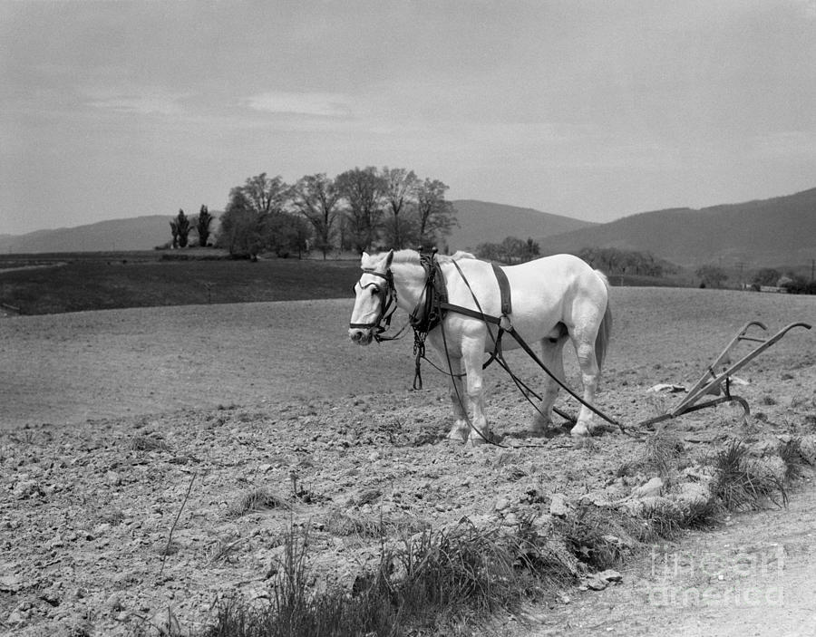Horse Harnessed To Hand Plow, C.1930s Photograph by H. Armstrong Roberts/ClassicStock