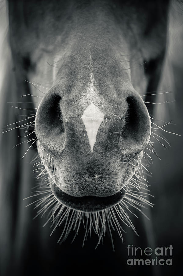 Horse head closeup Black and White Photograph by Dimitar Hristov