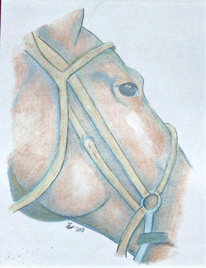Horse head Drawing by Loretta Nash