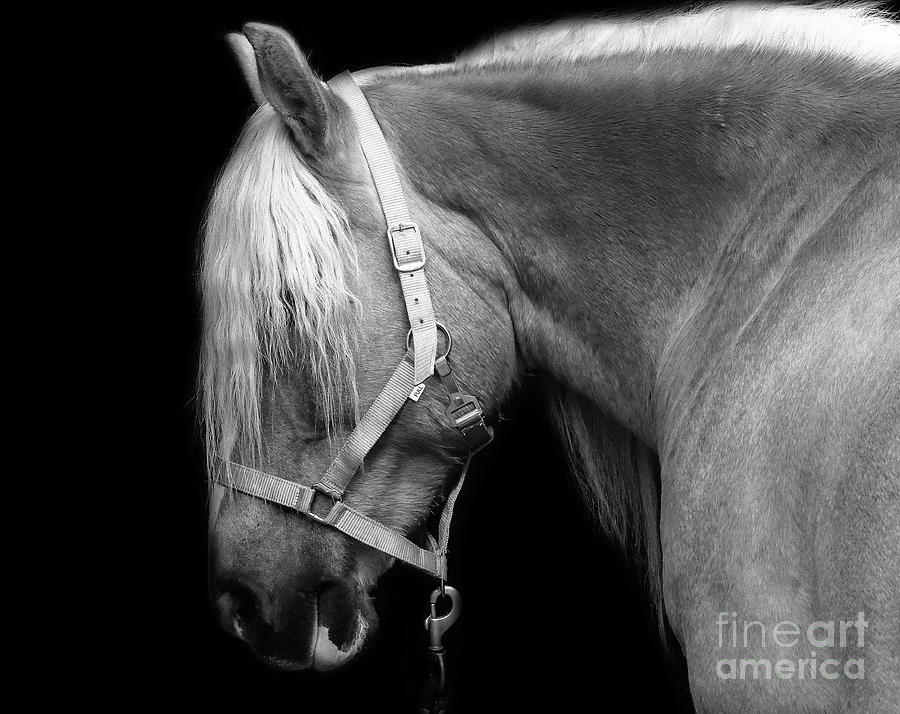 Horse Head Photograph by Mim White