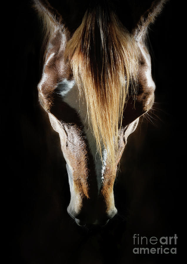 Horse head portrait Photograph by Dimitar Hristov