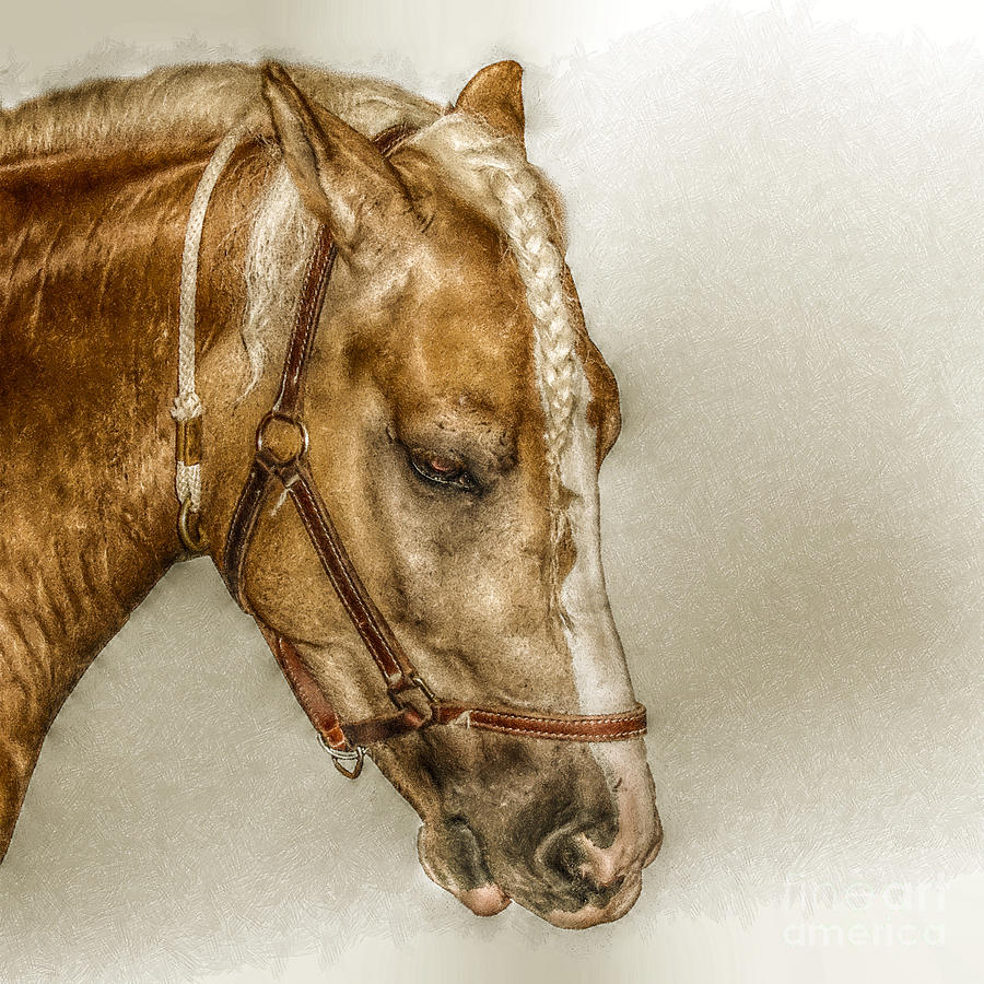 Horse Head Portrait Digital Art by Randy Steele