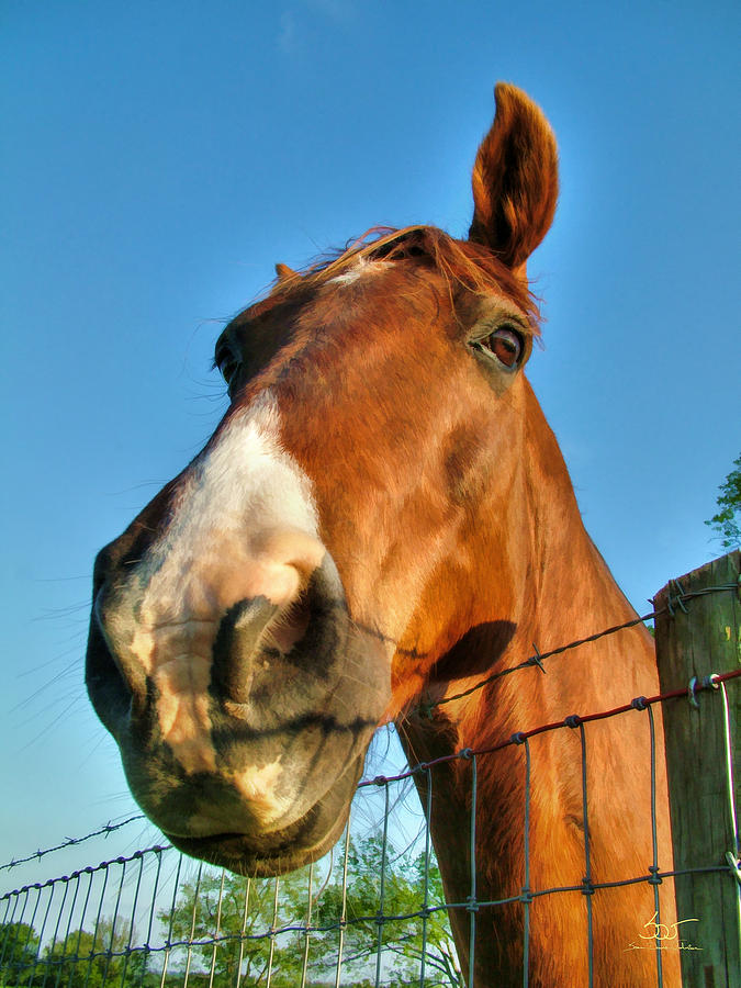 Horse Head Photograph by Sam Davis Johnson