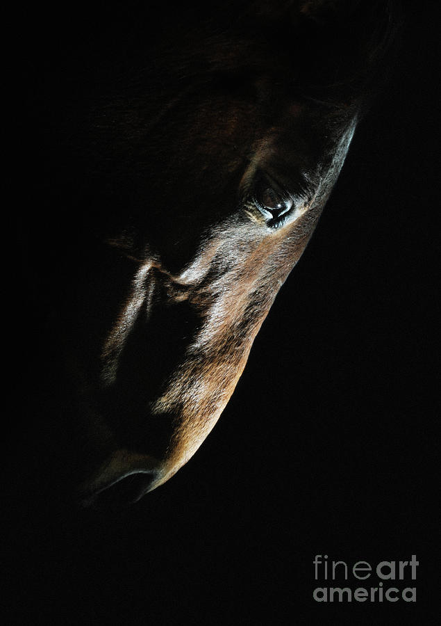 Horse head strobist art portrait Photograph by Dimitar Hristov