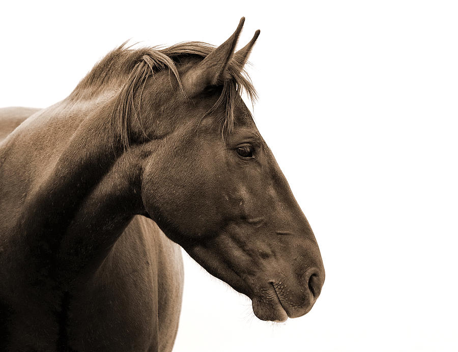 Horse Photograph - Horse Head Study by Heather Swan