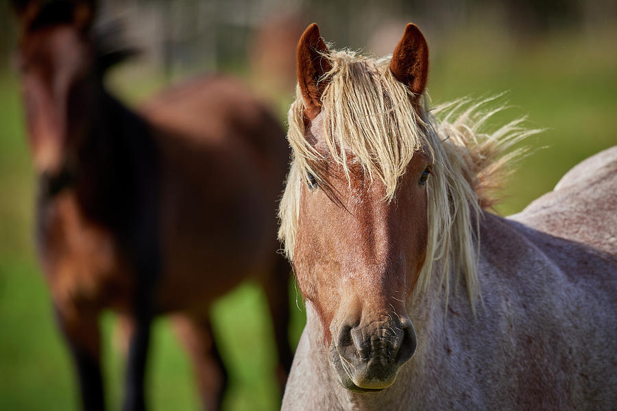 Horse Headshot Photograph by Paul Freidlund