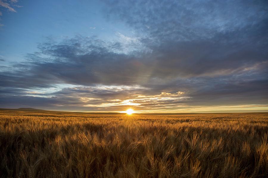 Horse Heaven wheat sunrise Photograph by Lynn Hopwood