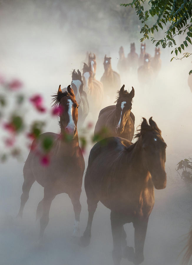 Horse Herd Coming Home Photograph by Ekaterina Druz