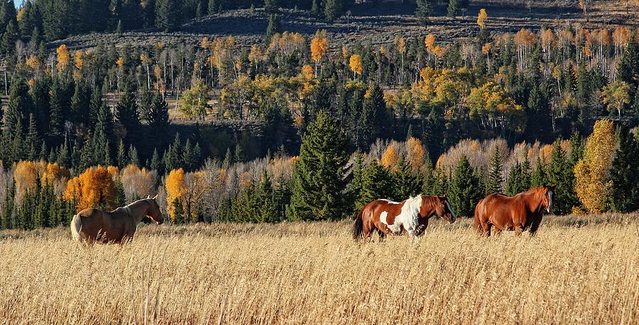 Grand Teton National Park Photograph - Horse Holiday by Patty Plummer