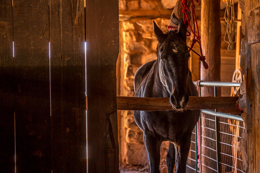 Barn Photograph - Horse in a Barn by Jon Manjeot