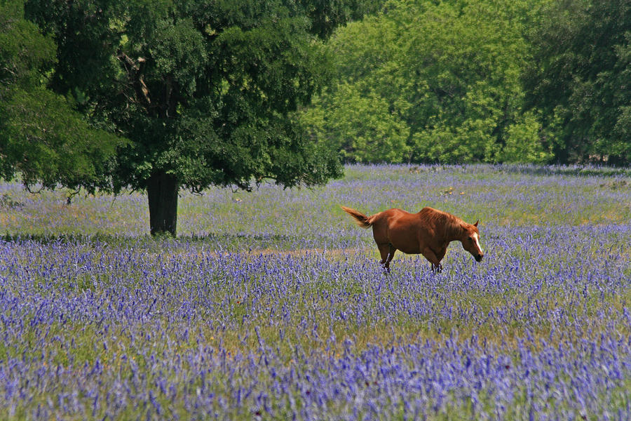 Horse In a Field of Wildflowers Photograph by Paul Huchton