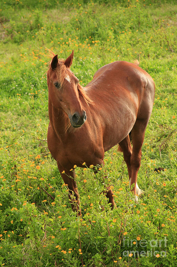Animal Photograph - Horse in a field with flowers by Gaspar Avila