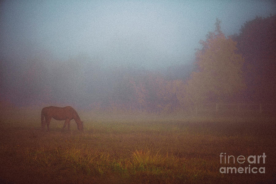 Horse In A Foggy Field Photograph