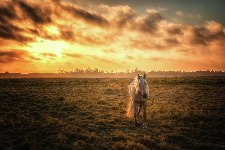 Sunset Photograph - Horse in a Pasture with Orange Sunset by Jeffrey Schwartz