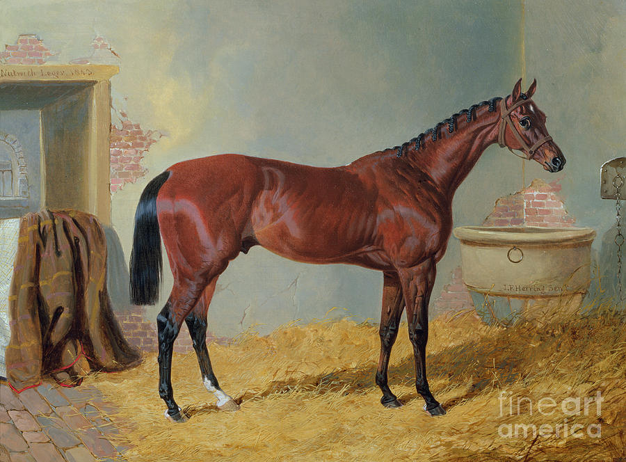 Horse in a Stable Painting by John Frederick Herring Snr