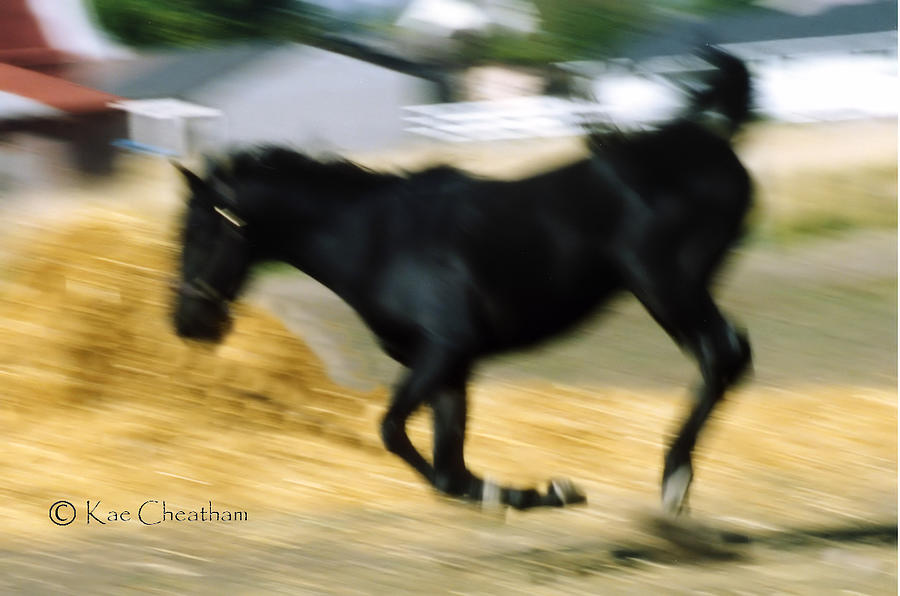 Horse in Action Photograph by Kae Cheatham
