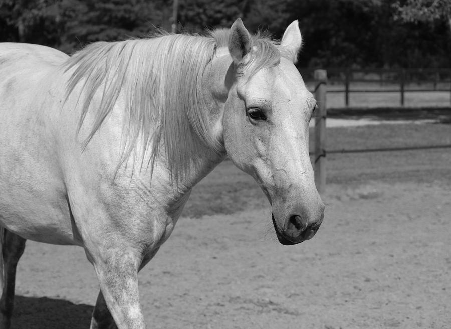 Horse In Black And White Photograph by Cynthia Guinn