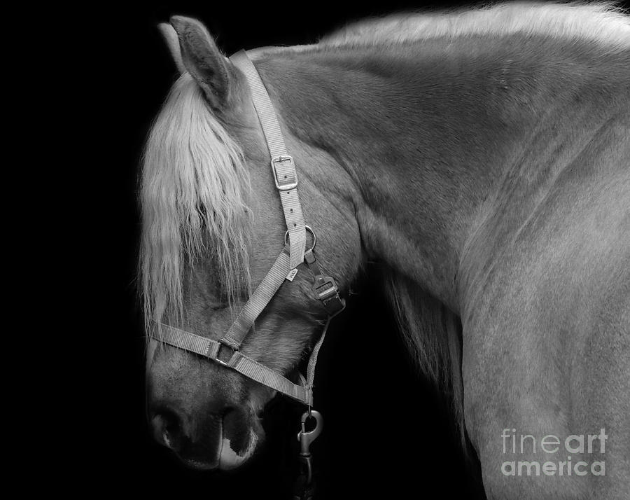 Nature Photograph - Horse in Black and White by Mim White