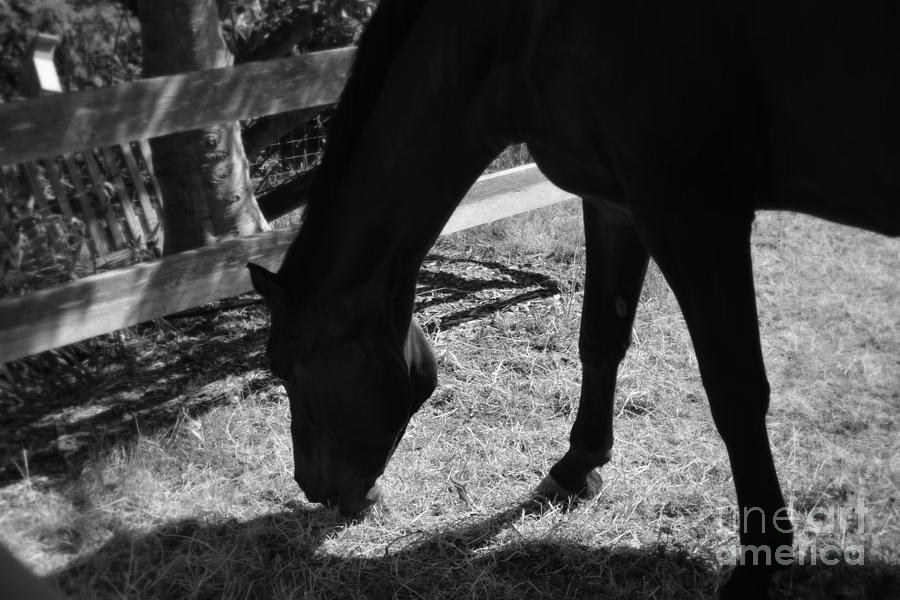 Horse in Black and White Photograph by Tatyana Searcy