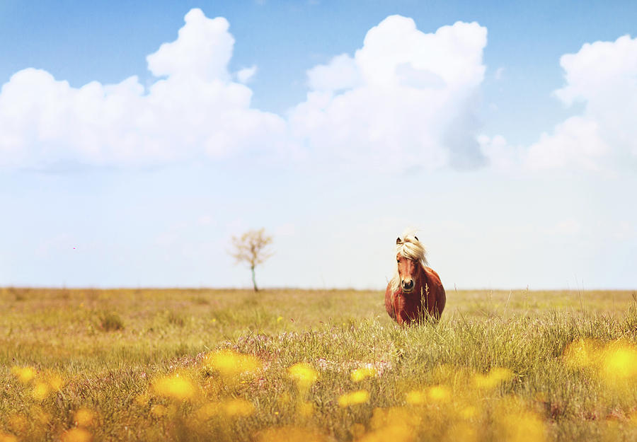 Summer Photograph - Horse In Field by Elena Kovalenko