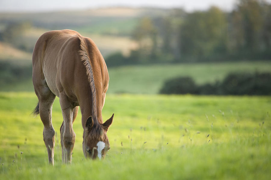 Horse in field near ballyvaloo, Blackwater, Wexford Photograph by Ian Middleton