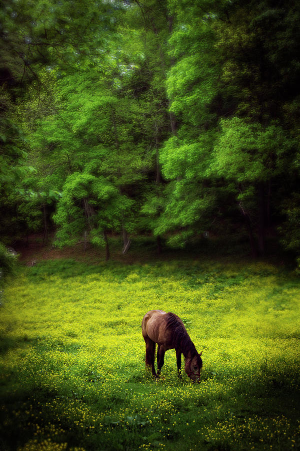 Spring Photograph - Horse In Flowers by Greg and Chrystal Mimbs