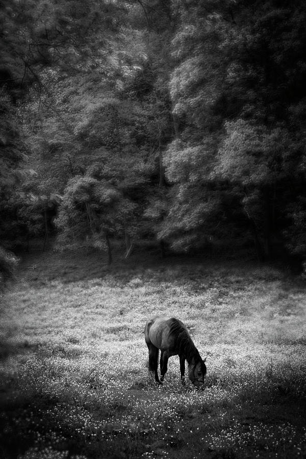 Spring Photograph - Horse In Flowers In Black and White by Greg and Chrystal Mimbs