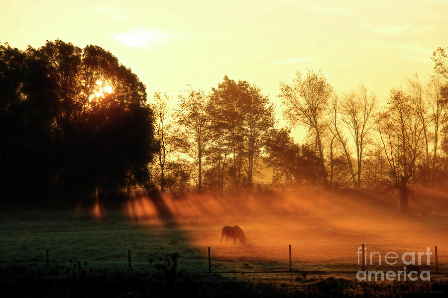 Horse in Fog at Daybreak Photograph by David Arment