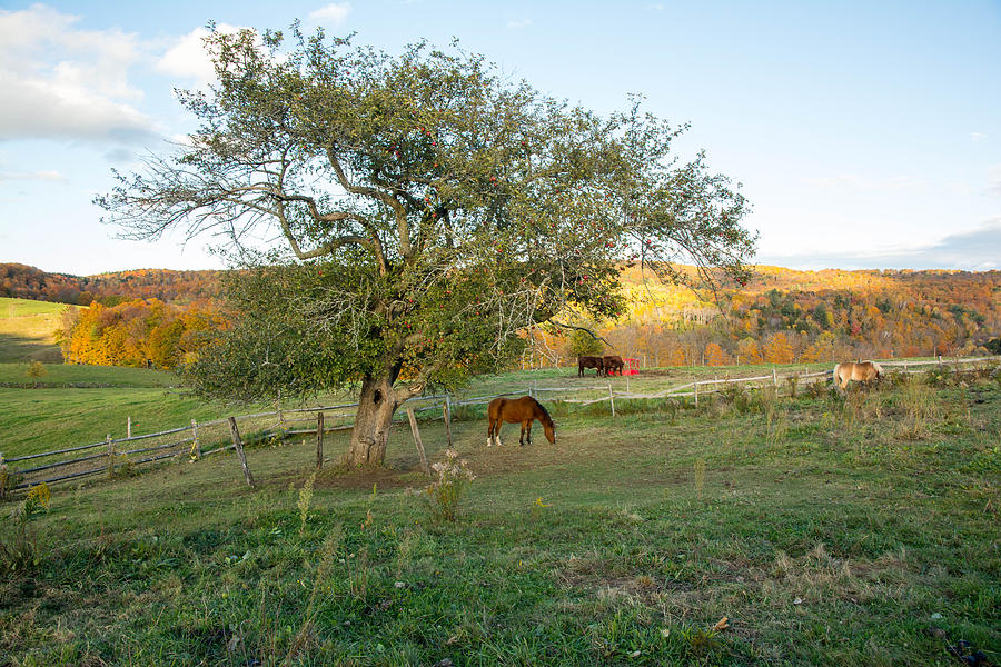 Horse in front of tree, sunset, Reading Vermont Photograph by Nicole Freedman