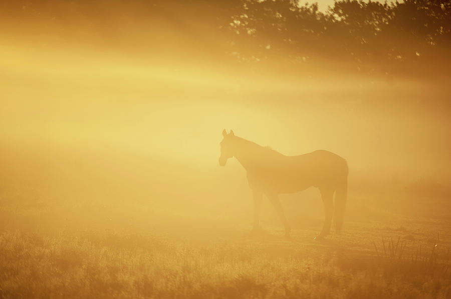 Horse in Golden Field Photograph by Jenny Rainbow