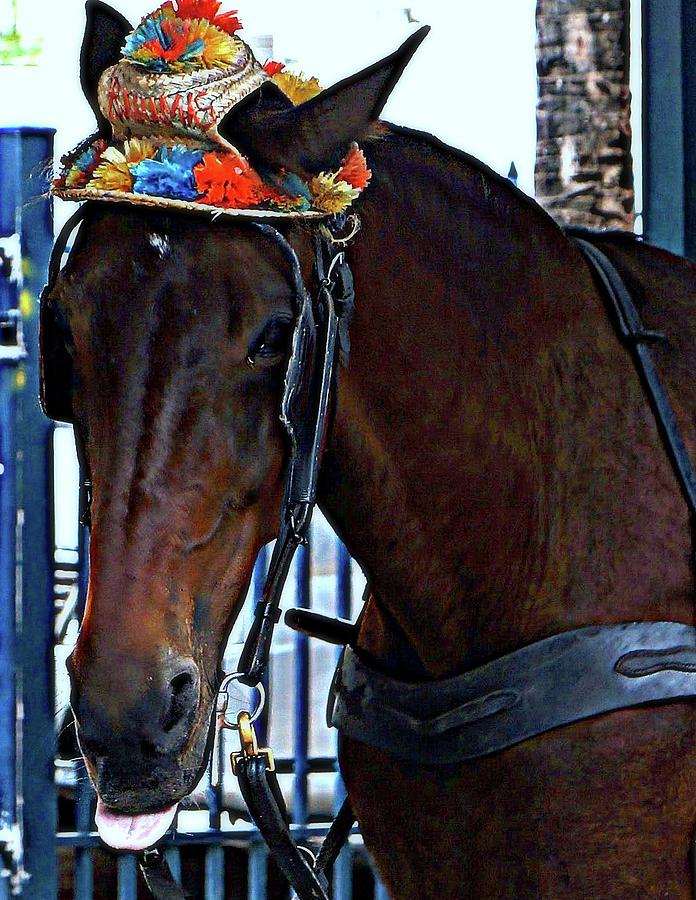 Horse Photograph - Horse in Hat 2 by Janette Legg