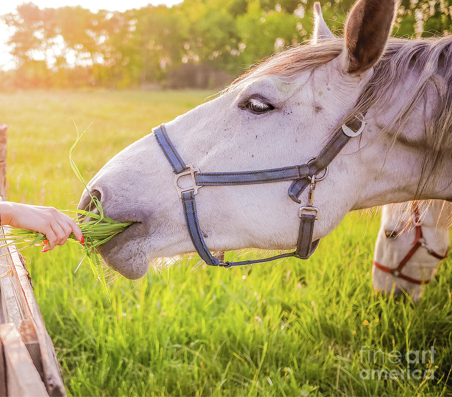 Horse In Heaven with Love Photograph by Peggy Franz
