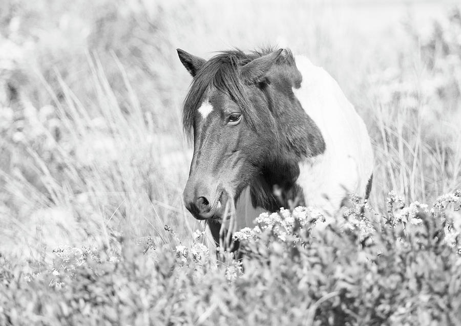 Black And White Photograph - Horse in Meadow Black and White by Stephanie McDowell