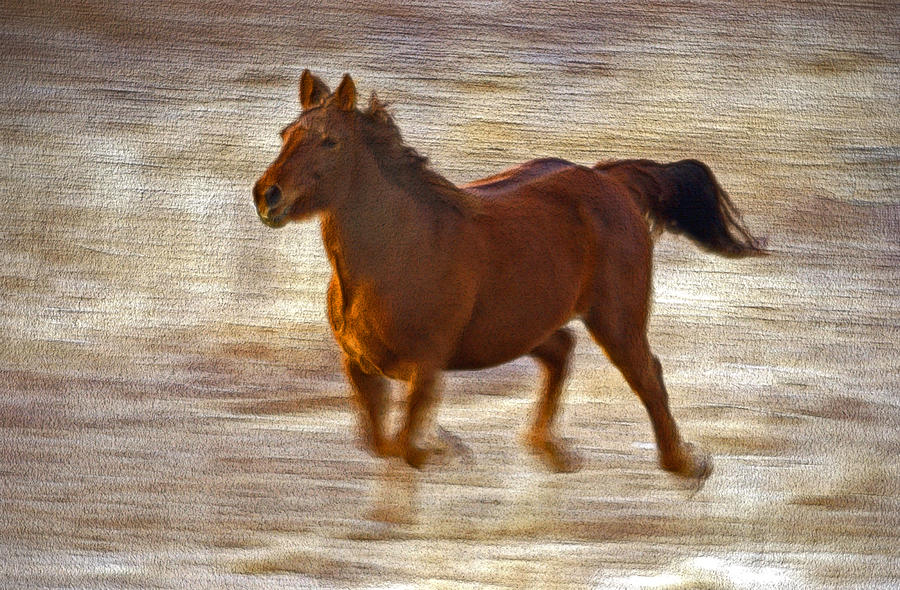 Horse In Motion Photograph by James Steele