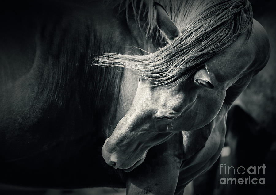 Black And White Photograph - Horse in Pose Black and White Portrait by Dimitar Hristov