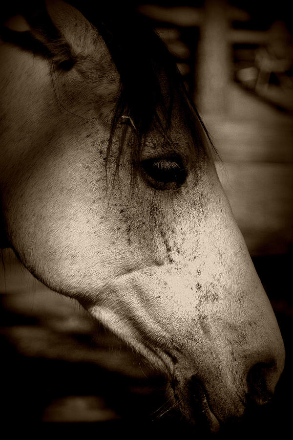 Horse in Shadow 2 Photograph by Kara Davis