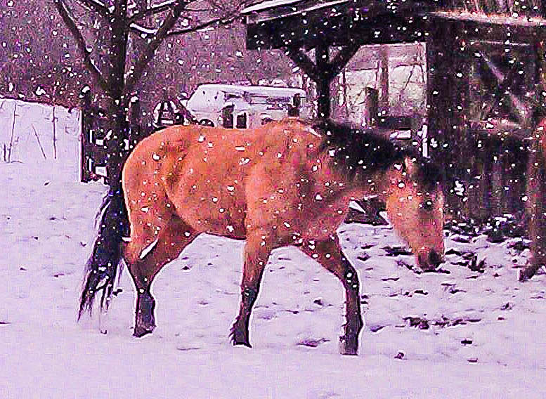 Horse in Snow Photograph by Chuck Brown