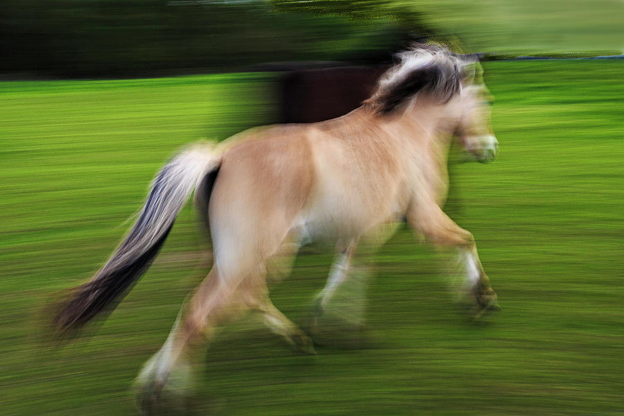 Horse in speed Photograph by Elmer Jensen