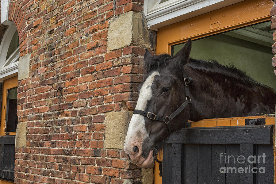 Horse in stable Photograph by Patricia Hofmeester