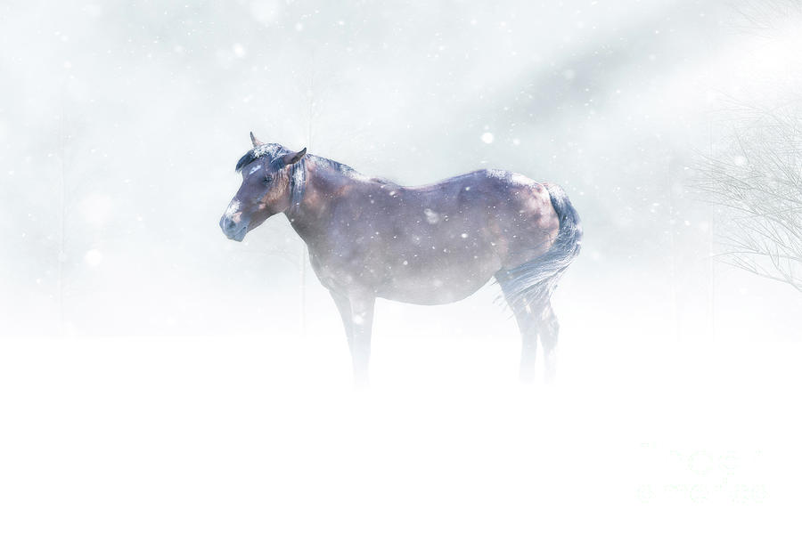 Horse in Storm Photograph by Jarrod Erbe